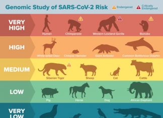 Study: Genomic analysis reveals many animal species may be vulnerable to SARS-CoV-2 infection Study: Genomic analysis reveals many animal species may be vulnerable to SARS-CoV-2 infection
