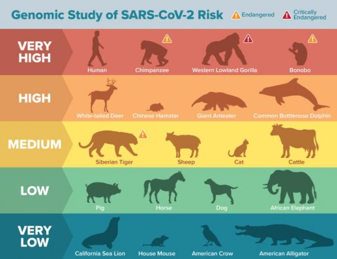 Study: Genomic analysis reveals many animal species may be vulnerable to SARS-CoV-2 infection