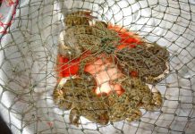 Study: Illegal trade with terrestrial vertebrates in markets and households of Laos Study: Illegal trade with terrestrial vertebrates in markets and households of Laos
