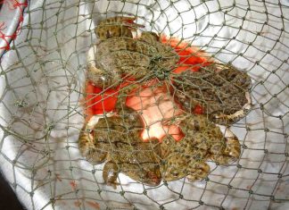 Study: Illegal trade with terrestrial vertebrates in markets and households of Laos Study: Illegal trade with terrestrial vertebrates in markets and households of Laos