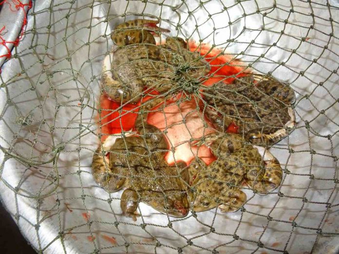 Study: Illegal trade with terrestrial vertebrates in markets and households of Laos