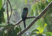 Study: Importance of rainfall highlighted for tropical animals Study: Importance of rainfall highlighted for tropical animals
