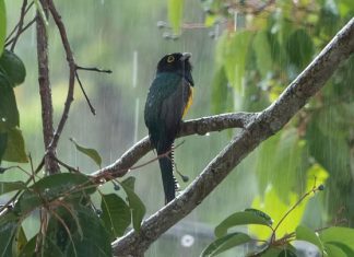 Study: Importance of rainfall highlighted for tropical animals