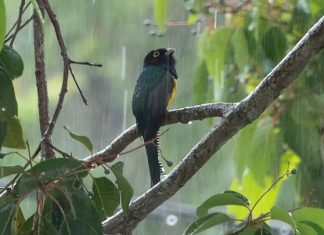 Study: Importance of rainfall highlighted for tropical animals Study: Importance of rainfall highlighted for tropical animals