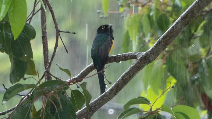 Study: Importance of rainfall highlighted for tropical animals