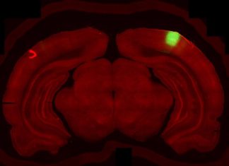 Study: Linking sight and movement Study: Linking sight and movement
