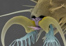 Study: Low-cost, fly footpad-like adhesive structure capable of repeated attachment/detachment Study: Low-cost, fly footpad-like adhesive structure capable of repeated attachment/detachment