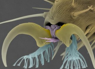 Study: Low-cost, fly footpad-like adhesive structure capable of repeated attachment/detachment Study: Low-cost, fly footpad-like adhesive structure capable of repeated attachment/detachment