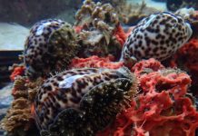 Study: Native Hawaiian tiger cowries eat alien invasive species Study: Native Hawaiian tiger cowries eat alien invasive species