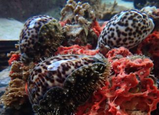 Study: Native Hawaiian tiger cowries eat alien invasive species Study: Native Hawaiian tiger cowries eat alien invasive species