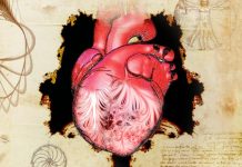 Study: New clues to a 500-year old mystery about the human heart Study: New clues to a 500-year old mystery about the human heart