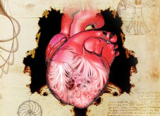 Study: New clues to a 500-year old mystery about the human heart