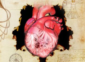 Study: New clues to a 500-year old mystery about the human heart Study: New clues to a 500-year old mystery about the human heart