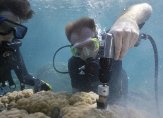 Study: Ocean acidification causing coral 'osteoporosis' on iconic reefs
