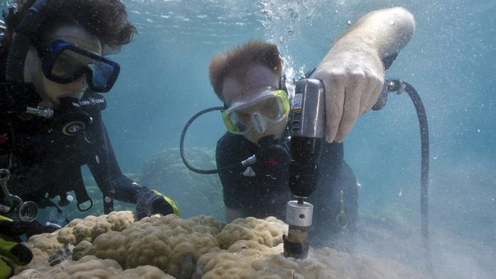 Study: Ocean acidification causing coral 'osteoporosis' on iconic reefs