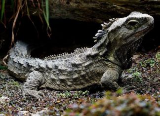 Study: The curious genome of the tuatara, an ancient reptile in peril Study: The curious genome of the tuatara, an ancient reptile in peril