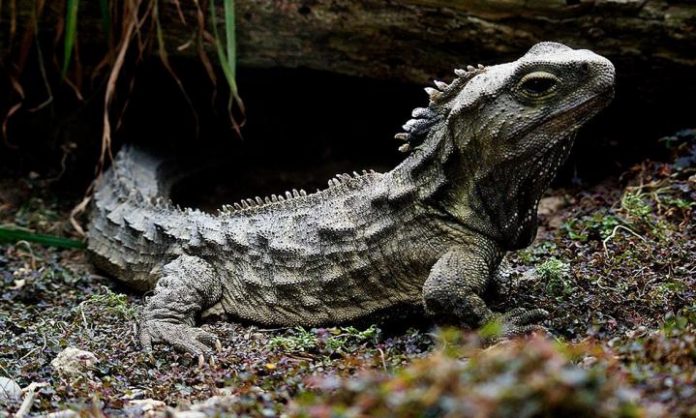 Study: The curious genome of the tuatara, an ancient reptile in peril