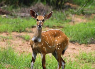 Research examines how civil wars affect wildlife populations Research examines how civil wars affect wildlife populations
