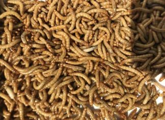 Research finds insect shows promise as a good, sustainable food source Research finds insect shows promise as a good, sustainable food source