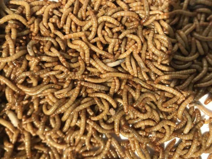 Research finds insect shows promise as a good, sustainable food source