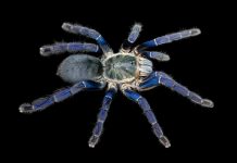 Researchers discover why tarantulas come in vivid blues and greens Researchers discover why tarantulas come in vivid blues and greens