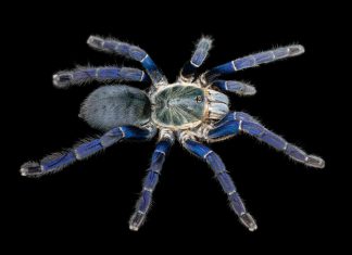 Researchers discover why tarantulas come in vivid blues and greens Researchers discover why tarantulas come in vivid blues and greens