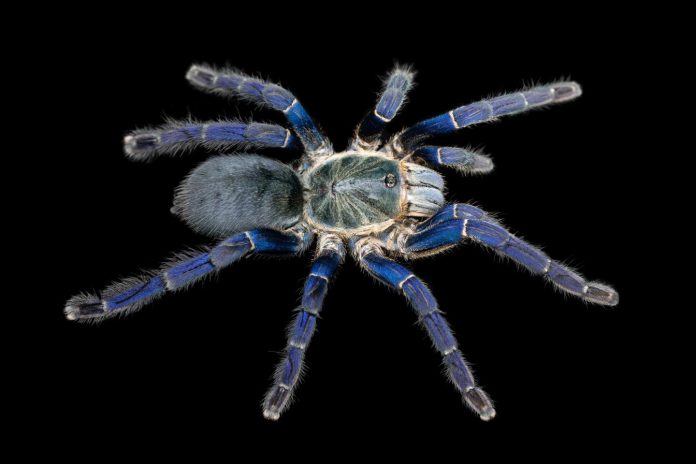 Researchers discover why tarantulas come in vivid blues and greens