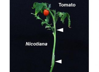 Researchers find an enzyme that facilitates grafting between different family species