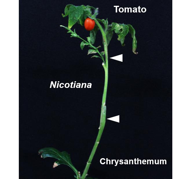 Researchers find an enzyme that facilitates grafting between different family species