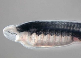 Researchers identify gene family key to unlocking vertebrate evolution Researchers identify gene family key to unlocking vertebrate evolution