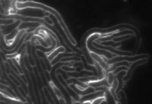 Scientists discover a novel family of toxins used in bacterial competition Scientists discover a novel family of toxins used in bacterial competition