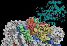 Scientists reveal safeguarding of key DNA sensor in innate immune system Scientists reveal safeguarding of key DNA sensor in innate immune system