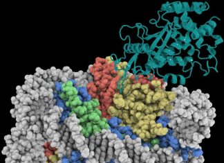 Scientists reveal safeguarding of key DNA sensor in innate immune system