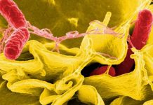 Scientists uncover tools used by predatory bacteria to escape unharmed from prey cell Scientists uncover tools used by predatory bacteria to escape unharmed from prey cell