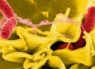 Scientists uncover tools used by predatory bacteria to escape unharmed from prey cell Scientists uncover tools used by predatory bacteria to escape unharmed from prey cell