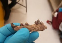 Study: Ancient hunters stayed in frozen Northern Europe rather than migrating to warmer areas Study: Ancient hunters stayed in frozen Northern Europe rather than migrating to warmer areas