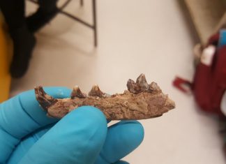 Study: Ancient hunters stayed in frozen Northern Europe rather than migrating to warmer areas Study: Ancient hunters stayed in frozen Northern Europe rather than migrating to warmer areas