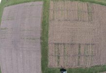 Study: Choosing the right cover crop to protect the soil Study: Choosing the right cover crop to protect the soil