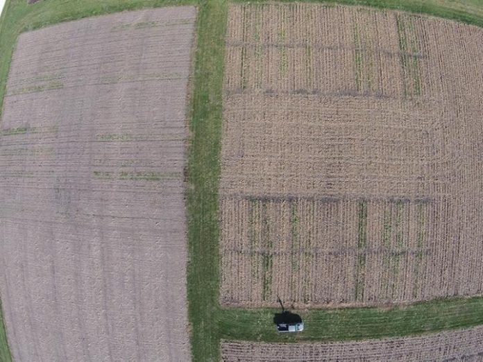Study: Choosing the right cover crop to protect the soil