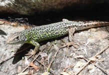 Study: Climate crisis ages fish, amphibians and reptiles Study: Climate crisis ages fish, amphibians and reptiles