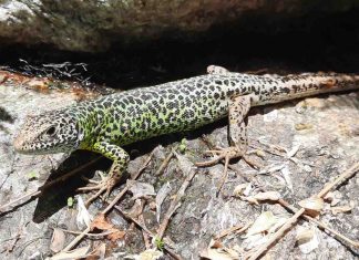 Study: Climate crisis ages fish, amphibians and reptiles Study: Climate crisis ages fish, amphibians and reptiles