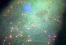 Study: Color-coded biosensor illuminates in real time how viruses attack hosts Study: Color-coded biosensor illuminates in real time how viruses attack hosts