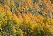 Study: Colorado’s famous aspens expected to decline due to climate change Study: Colorado's famous aspens expected to decline due to climate change