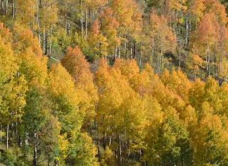 Study: Colorado’s famous aspens expected to decline due to climate change Study: Colorado's famous aspens expected to decline due to climate change