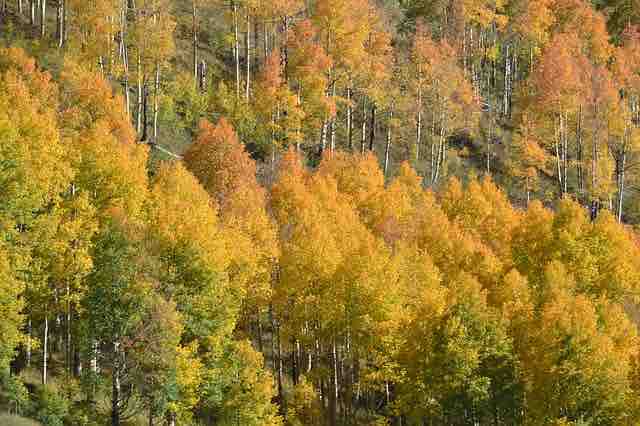 Study: Colorado's famous aspens expected to decline due to climate change