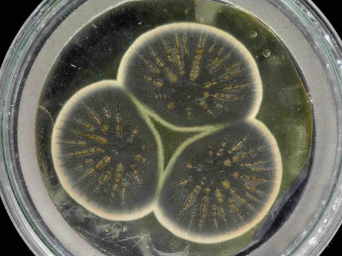 Study: Genome of Alexander Fleming's original penicillin-producing mould sequenced