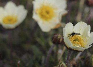 Study: Heated rivalries for pollinators among arctic plants Study: Heated rivalries for pollinators among arctic plants