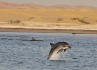 Study: Individual dolphin calls used to estimate population size and movement in the wild Study: Individual dolphin calls used to estimate population size and movement in the wild