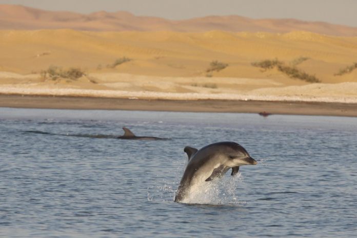 Study: Individual dolphin calls used to estimate population size and movement in the wild