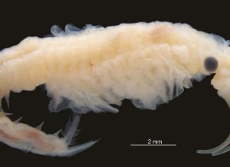 Study: New species of freshwater Crustacea found in the hottest place on earth Study: New species of freshwater Crustacea found in the hottest place on earth
